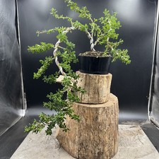plant pot ornaments for sale  HULL
