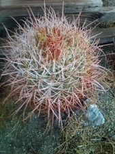 Red cactus barrel for sale  Thousand Palms