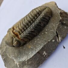 Fossil trilobite phacops. for sale  SAFFRON WALDEN