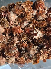 200 hemlock pine for sale  Sedro Woolley