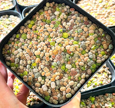 100pcs baby lithops for sale  WALSALL