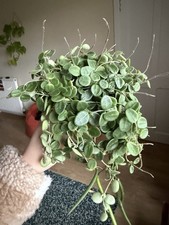 Hoya serpens cuttings for sale Hoya serpens cuttings for sale  LIVERPOOL