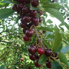 Prunus cerasus oblaczynska d'occasion  Pouzauges