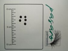 10x palmen samen gebraucht kaufen  Erwitte