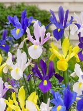 Bulbes iris hollandica d'occasion  Nyons