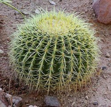 Large golden barrel for sale  Mesa