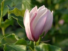 Magnolia plant pink for sale  MARCH