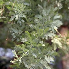 Graines acacia baileyana d'occasion  Sabres