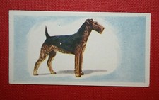 Airedale terrier vintage for sale  DERBY