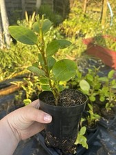 Griselinia littoralis hedging for sale  PENRYN