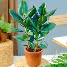 Ficus robusta rubber for sale  UK