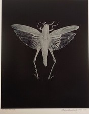 Original large format for sale  Holliston