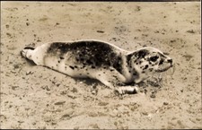 Seehund watt nordsee gebraucht kaufen  Berlin