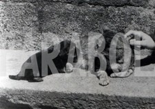 Vintage cuccioli mamma usato  Roma