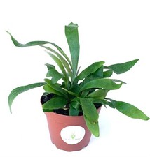 Staghorn fern platycerium for sale  Castaic