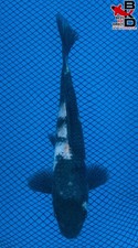fish koi 16 for sale fish koi 16 for sale Claudville
