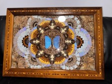 Real butterfly wing for sale  BLAIRGOWRIE