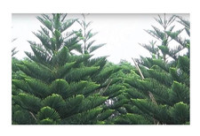 Araucaria heterophylla zimmert gebraucht kaufen  Pfullingen