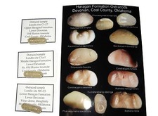 Devonian ostracod rich for sale  WAKEFIELD
