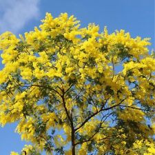 Graines mimosa fleuristes d'occasion  Cahors