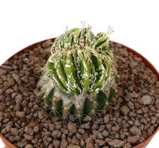 Astrophytum myrisotigma hakujo usato  Napoli