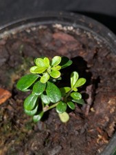 Rhododendron poilanei miniatur for sale  Bellingham