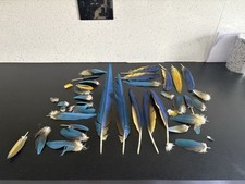 Macaw feather blue for sale  DONCASTER