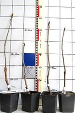 Sorbus dodong seltene gebraucht kaufen  Bad Bergzabern