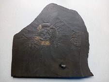 fossilien schiefer gebraucht kaufen fossilien schiefer gebraucht kaufen Murrhardt