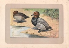 Stampa antica uccelli usato  Lecco