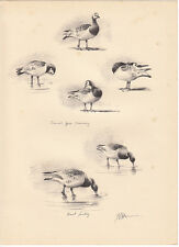1937 historical print for sale  FORDINGBRIDGE