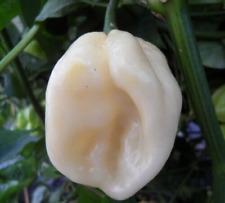 White habanero pepper for sale  Berwyn