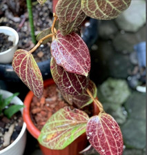 Usado, Navio fitossanitário livre vermelho Hoya Macrophylla DHL Express comprar usado  Enviando para Brazil