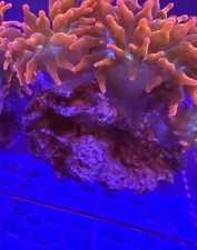 Rose bubble tip for sale  SWANSEA