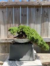Awesome fantastic procumbens for sale  Houston