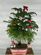 pine winter tree decor for sale pine winter tree decor for sale Patchogue