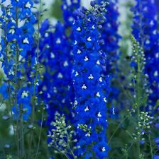 Delphinium garden ready for sale  PAIGNTON