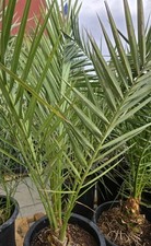 Medjool year old for sale  Las Vegas