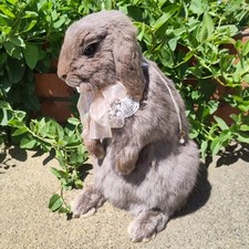 Taxidermy holland lop for sale  Crescent City