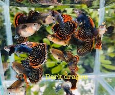 Female live aquarium for sale  Houston