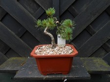 japanese bonsai tree for sale japanese bonsai tree for sale CANNOCK