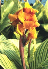 Canna lily pretoria for sale  Hollister
