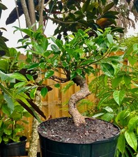 Tigerbark ficus bonsai for sale  Bonita Springs