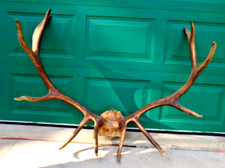 Elk antlers skull for sale  Edwards