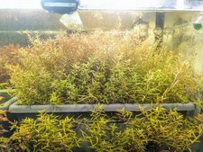 Stems rotala rotundifolia for sale  ROTHERHAM