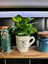 Coffea arabica plant for sale  ISLEWORTH