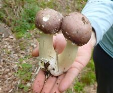 Wine cap mushroom for sale  USA