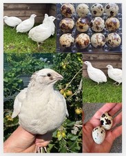 Quail eggs jumbo for sale  OXTED