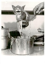Katzen katze nudeltopf gebraucht kaufen  Deutschland