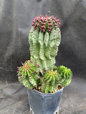 Euphorbia horrida cactus usato  Massafra